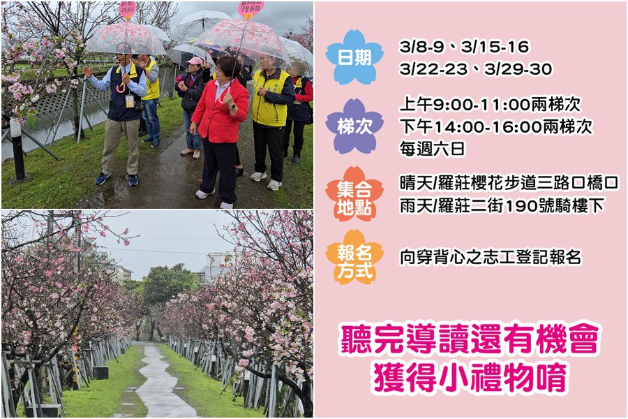 櫻花盛開！　羅莊櫻花步道歡迎來遊賞