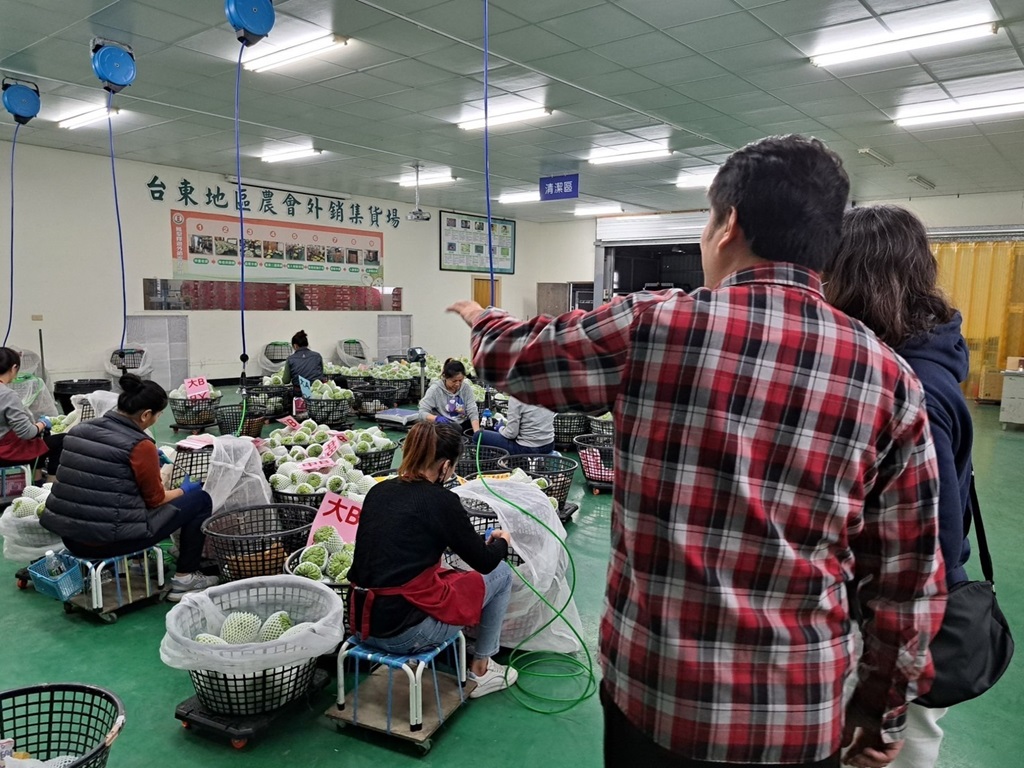 好釋再+1 鳳梨釋迦外銷品質獲認同新增逾千筆果園通過陸方註冊