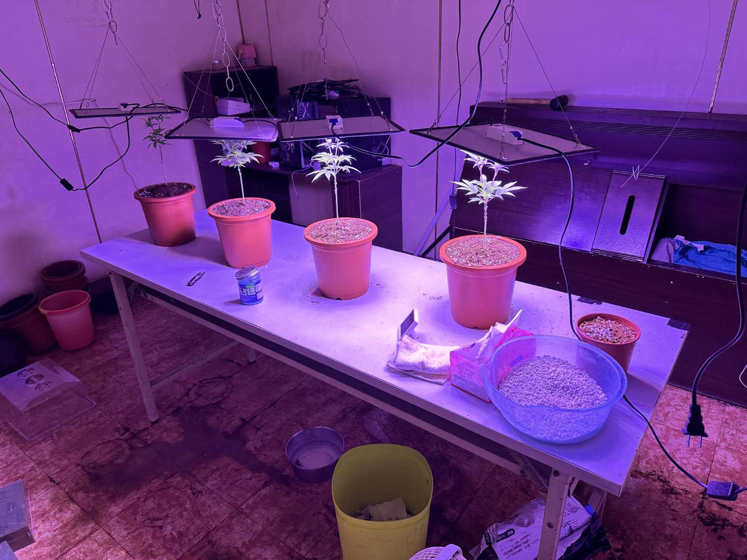 曾旅遊國外接觸大麻　返臺異想天開自學種大麻供自用而誤觸法網