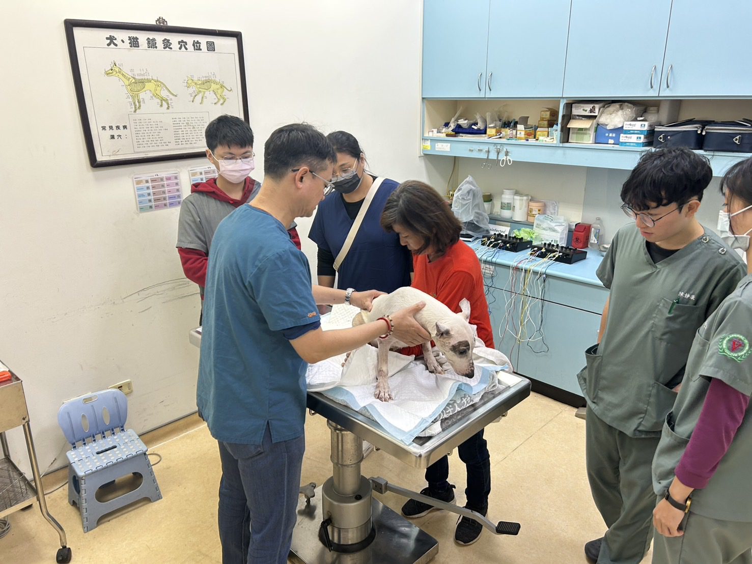 重傷癱瘓遭棄牛頭㹴喜獲重生　眾人努力逆轉浪犬命運